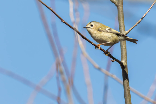 A Goldcrest is sitting on a branch - Photo, Image