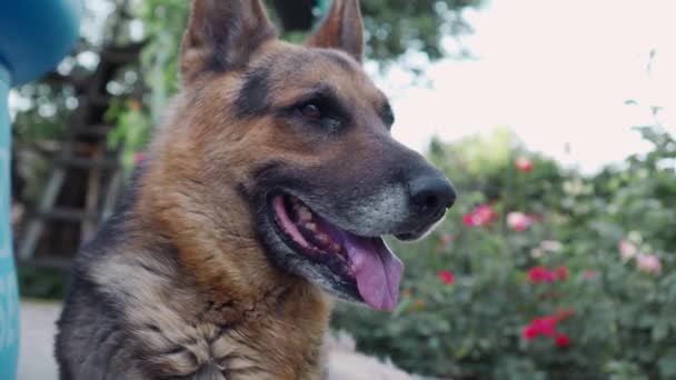 A német juhász nagyon figyel. Egy hűséges őrző kutya az őrzés szolgálatában. Közelkép egy kutya fejéről. Egy gyönyörű állat.. - Felvétel, videó