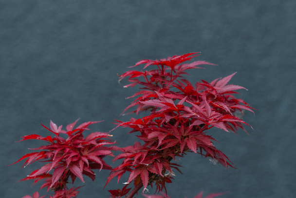 Arce japonés en colores otoñales (Acer japonicum) sobre un fondo oscuro
 - Foto, imagen