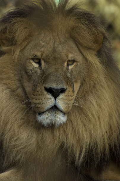 Retrato de primer plano de un león africano
 - Foto, Imagen