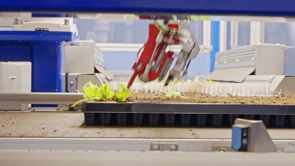 Zautomatyzowany proces sadzenia przy użyciu zaawansowanego robota do sadzenia liści na tacach - Materiał filmowy, wideo