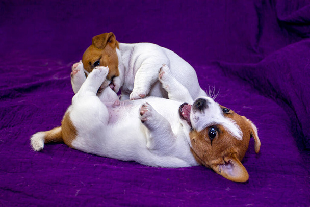 two jack russell terrier playin on a purple glamorous background - 写真・画像