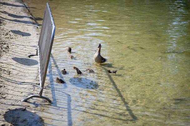 Matka kaczka z młodymi kaczątkami pływa i myje pióra w miejskim jeziorze. Chronię kaczki przed ludźmi z płotem. Czas letni - Zdjęcie, obraz