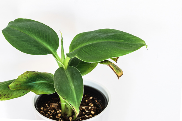 Kis Musa Dwarf Cavendish banánnövény fehér háttérrel. Gyönyörű egzotikus szobanövény részlet. - Fotó, kép