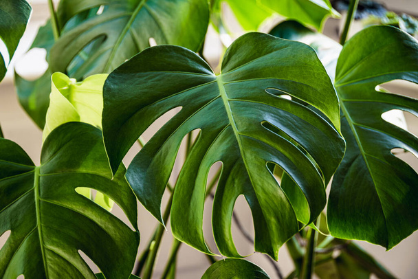 Big green leaves of a Swiss cheese plant aka monstera deliciosa indoors. - Fotoğraf, Görsel