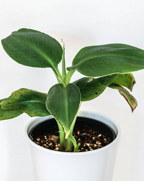 Petite banane naine Musa Cavendish sur fond blanc. Beau détail exotique de plante d'intérieur. - Photo, image
