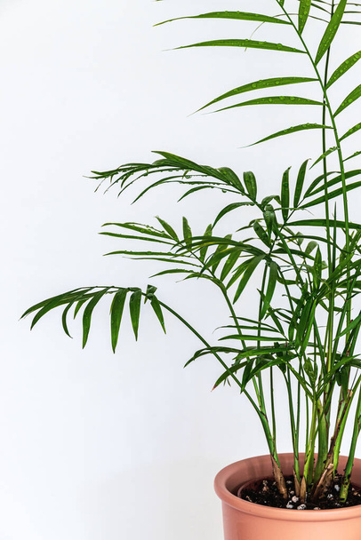 Primer plano de las delicadas hojas plumosas de una pequeña palmera de salón (Chamaedorea elegans) sobre un fondo blanco. Delicado follaje sobre fondo blanco
. - Foto, imagen