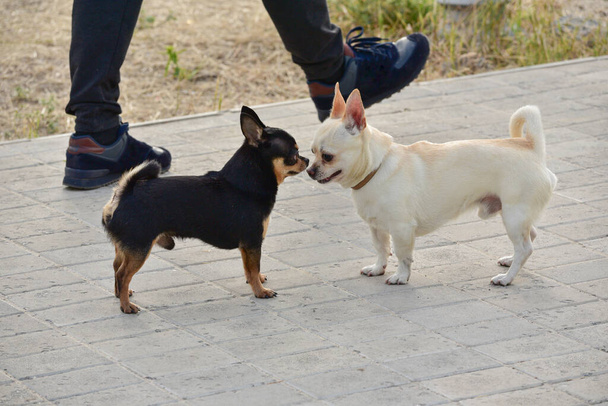 Weiße und schwarze Chihuahua zwei Hunde. Bei einem Treffen beschnuppern sich zwei Hunde beim Gassigehen. Gassi gehen mit den Hunden. Chihuahua - Foto, Bild