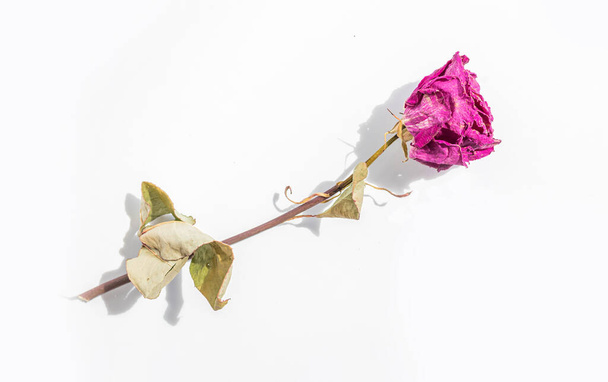 Withered pink rose flower on a white background. - Fotoğraf, Görsel