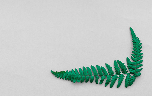 Blütenkomposition. Muster aus Blättern wilder Smaragdfarne auf grauem Hintergrund. Flache Lage, Draufsicht, Attrappe - Foto, Bild