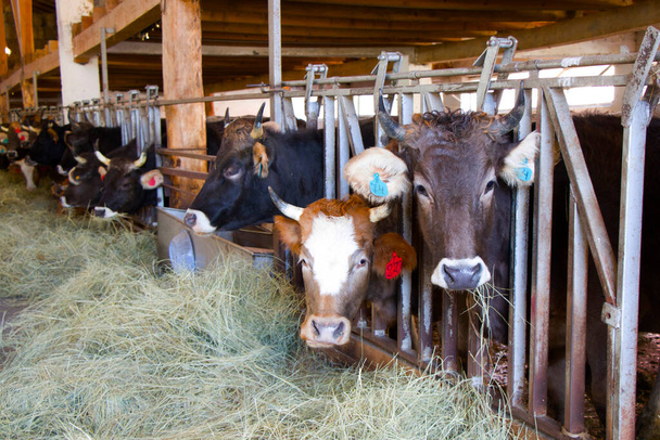 Αγελάδες σε γεωργικές εκμεταλλεύσεις που στέκονται και τρώνε σανό στη Racha της Γεωργίας. - Φωτογραφία, εικόνα