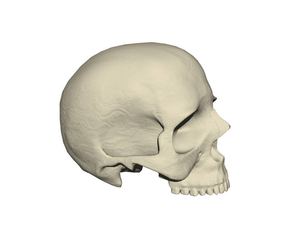 csontos emberi koponya fogakkal - Fotó, kép