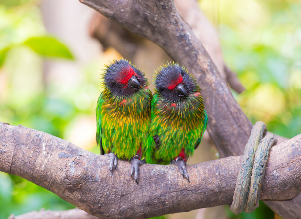 papuga bliźniak - Zdjęcie, obraz