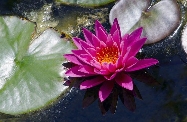 рожева водяна лілія на озері
 - Фото, зображення