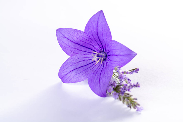 Elegant small boutonniere from purple balloon flower, fresh cut flower decoration isolated close up - Photo, Image