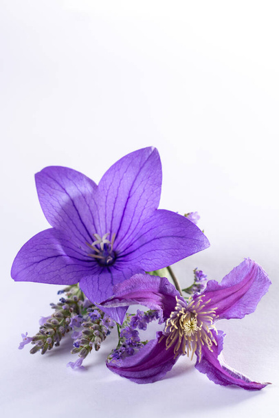 Elegant small boutonniere from purple balloon flower, fresh cut flower decoration isolated close up - Photo, Image