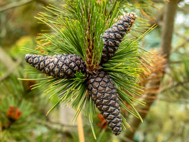 Conos de pino en una rama de pino bosnio
 - Foto, imagen
