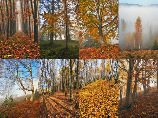 Collage van mistig bos. Herfst bos foto 's collectie - Foto, afbeelding