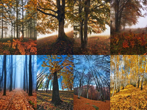 Collage van mistig bos. Herfst bos foto 's collectie - Foto, afbeelding