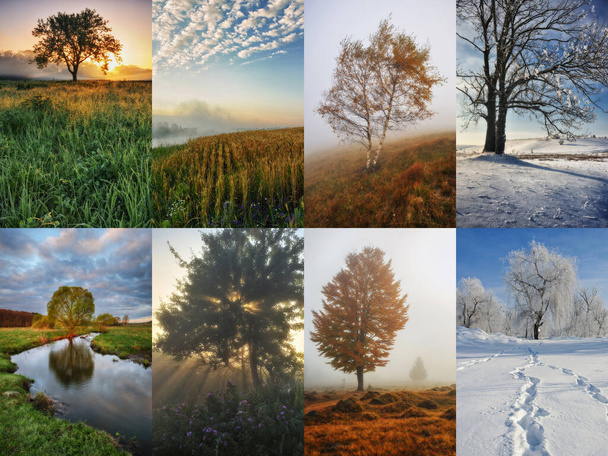 Collage der vier Jahreszeiten - Frühling, Sommer, Herbst, Winter - Foto, Bild