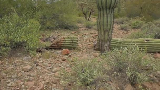 Ένα σπασμένο Saguaro βρίσκεται στο πάτωμα της ερήμου - Πλάνα, βίντεο