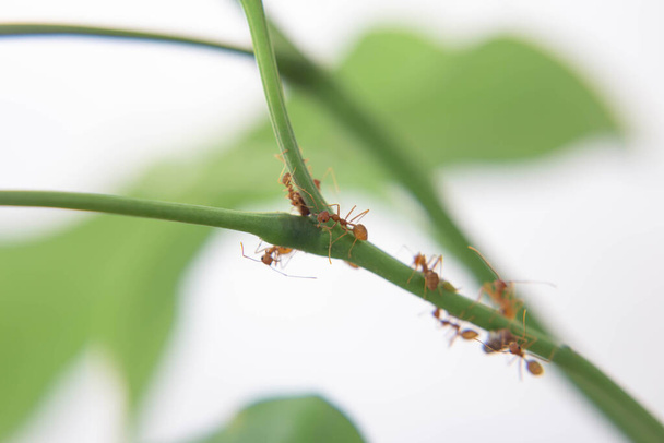 Mieren zijn sterk en effectief in natuur.selectieve focus - Foto, afbeelding