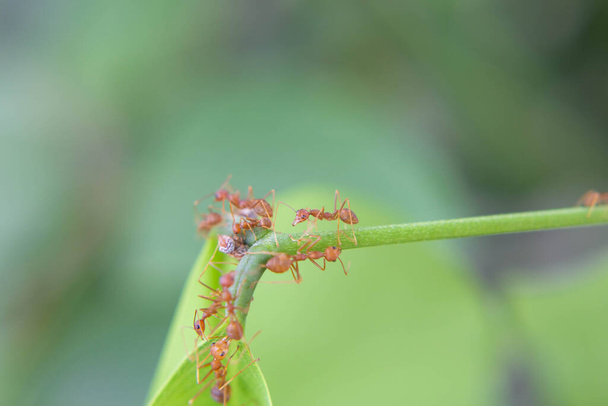 Mieren zijn sterk en effectief in natuur.selectieve focus - Foto, afbeelding