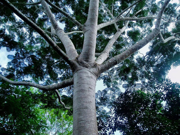 View looking up at the branches of a large Ceiba tree, Belize - Photo, Image