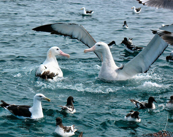Egy vándorló Albatross dominanciát mutat egy másik vándorló Albatross felett, kiterjesztve szárnyait, körülvéve más tengeri madarakkal; Kaikoura partjainál, Új-Zélandon. - Fotó, kép