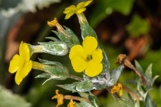 Primula Hybrid (Primula x kewensis) - Photo, Image