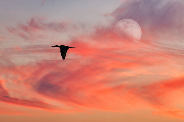 鮮やかなカラフルな夕日の空に対して月で飛ぶ一羽の鳥 - 写真・画像