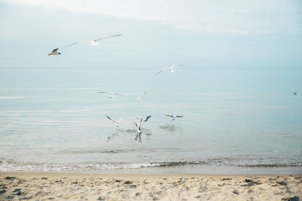 Птицы чайки на побережье Балтийского моря в Польше
 - Фото, изображение