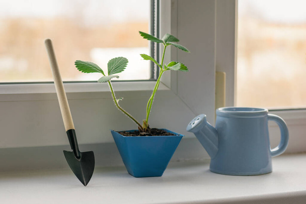 Öntözőkanna és lapát mellett a növény az ablakpárkányon. - Fotó, kép