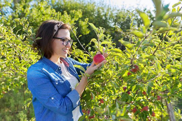 Woman in an sun apple orchard holds red ripe apple in her hand, copy space - Photo, Image