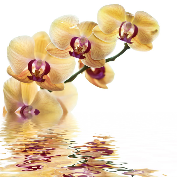l Gele orchidee - Foto, afbeelding