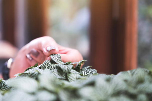 A woman's hand touching a small leaf in tree pot with blur green nature background - 写真・画像