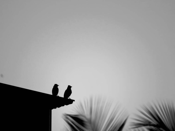Immagine isolata di uccelli catturati al tramonto buio
. - Foto, immagini