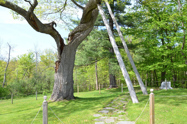 soportes o postes de madera en ramas de árboles viejos
 - Foto, Imagen