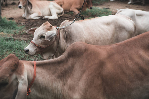 Imagen de cerca de una vaca blanca asiática en una granja
 - Foto, Imagen
