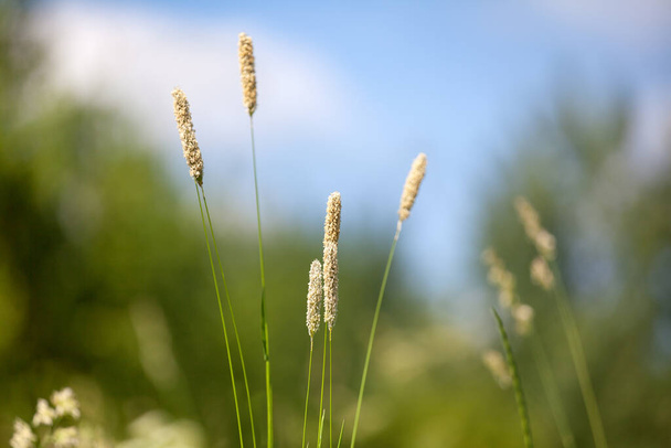 Yellow foxtail grass or Setaria glauca spikes on blue sky, green field and trees blurred background close up, wild weed ear grass macro, summer sunny day natural landscape, spring season nature meadow - Photo, Image