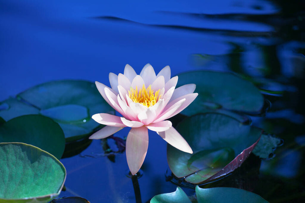 Розовый цветок лилии цветет на голубой воде и зеленые листья задний план близко, красивая фиолетовая водянистая лилия в цвету на пруду, один цветок лотоса плавает на поверхности воды в солнечный летний день, копировать пространство
 - Фото, изображение