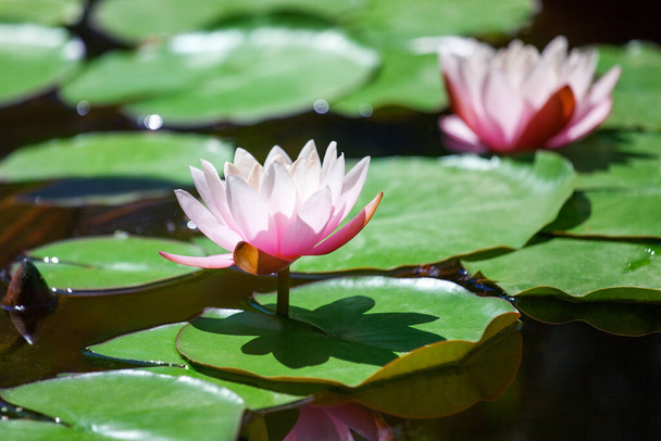 Two pink water lily flowers blossom on green leaves background close up, beautiful purple lilies in bloom on pond, lotus flower growing on lake on sunny summer day, copy space - Foto, immagini