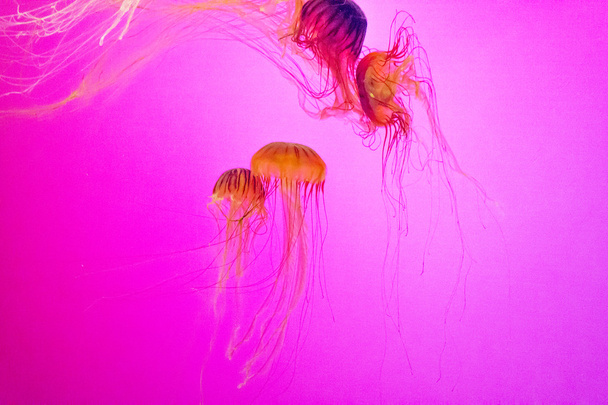 Jelly fish floating in pink light - Fotó, kép