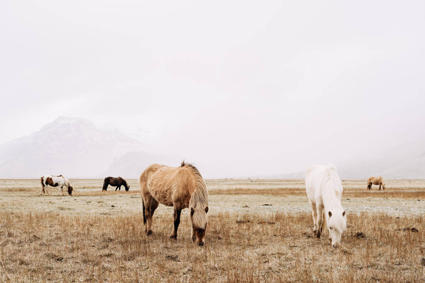 The Icelandic horse is a breed of horse grown in Iceland. Horses in the field are nibbling on a snowstorm. - Photo, image