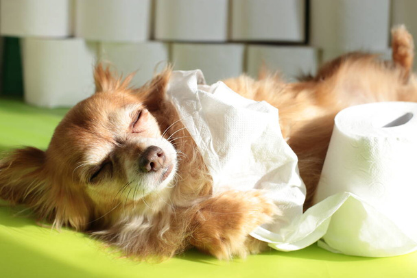 ginger chihuahua dog and stock of toilet paper rolls - Photo, image
