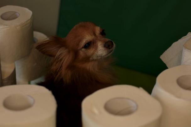 σκυλί τσιουάουα τζίντζερ και απόθεμα ρολών χαρτιού υγείας - Φωτογραφία, εικόνα
