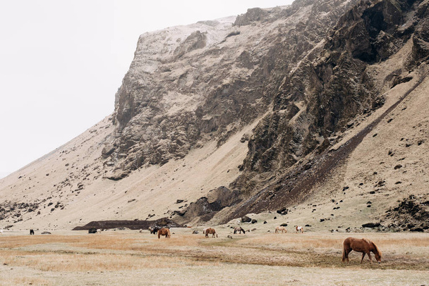 A herd of horses grazes on a background of a rocky mountain. The Icelandic horse is a breed of horse grown in Iceland. - Photo, image