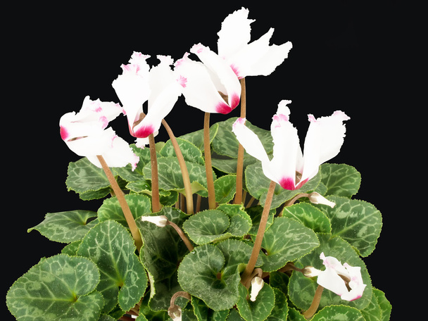Cyclamen flowers - Photo, Image