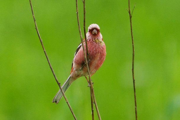 long tailed rose finch on branch - Photo, Image