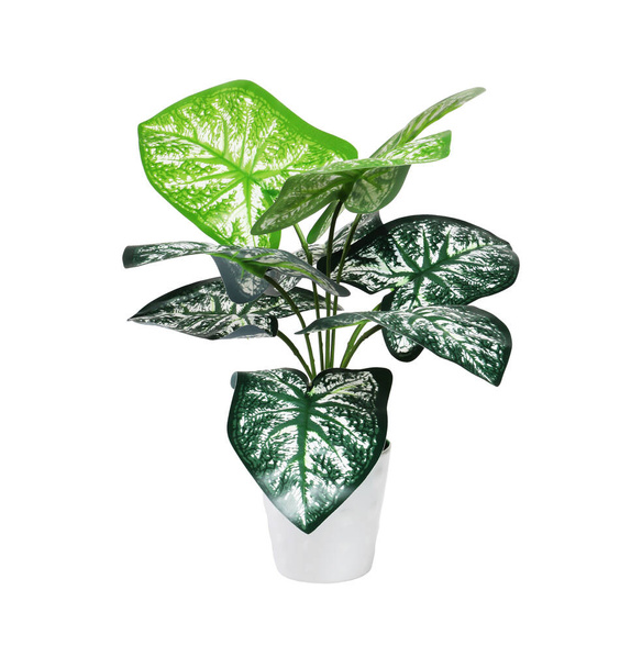 Plante en pot à tête de flèche en plastique sur fond blanc - Photo, image